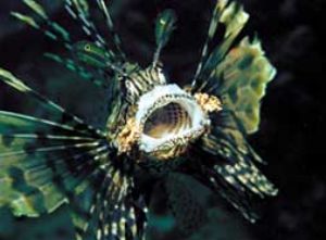 Lionfish, Red Sea, Camerasystem; Mamyia 645 in Hugyfothou... by Walter Lehmann 